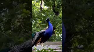 Peacock Beauty🦚🦚#shorts #video💚💚💚👌😍👍