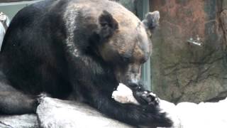 Ezo Brown Bear gnawing the bone.骨を齧るエゾヒグマ。