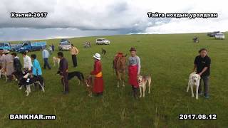 The fastest dog   Mongolian TAIGA / Монгол анч тайга нохдын уралдаан