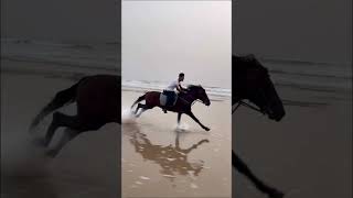 How to gallop on the horse