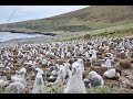 visit a massive albatross colony