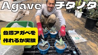 【実験】チタノタで「台湾アガベを日本で作れるか」実験します！