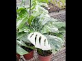 Variegated Monstera Albo Batch