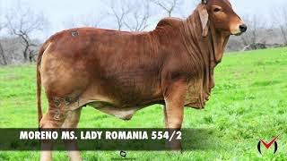 Moreno Ms. Lady Romania 554/2