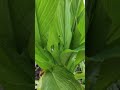 turmeric flower manjal poo