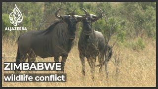 Zimbabwe in deadly conflict with wildlife as animals attack