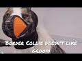 Border Collie shows aggression for grooming