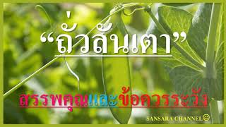 ถั่วลันเตา : สรรพคุณและข้อควรระวัง