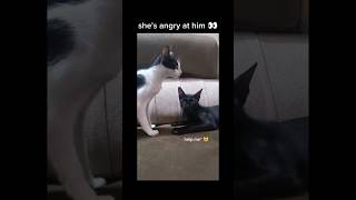 #berrycat #funny #shorts #cat #pets #youtube