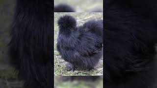 Black Silkie Chicken 🐔