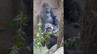 【ゴリラ夫妻】ハオコ♂とモモコ♀の２ショット🦍🦍 #上野動物園 #ゴリラ