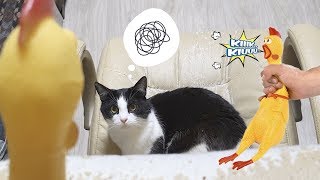 Cat’s reaction to Screaming Chicken!
