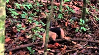 Bosque del Cabo, Costa Rica - Northern Tamandua