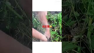 拔呀拔用力拔岀來的豆薯，根莖類蔬菜生吃嫩甜多汁，煮法多種吃法👍