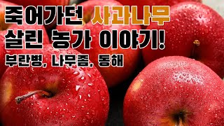 #사과농사 #부란병 #나무좀 #동해피해 극복 스토리