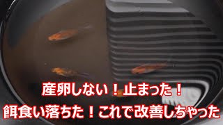 産卵止まった！餌食いが良くない！これするだけで一気に改善されたお話