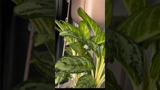 Aglaonema Spotlight #aglaonema #aglonema #chineseevergreen