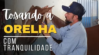 Como tosar cavalo que tem medo na orelha e aceitar a tesoura com tranquilidade I Paulo Mori