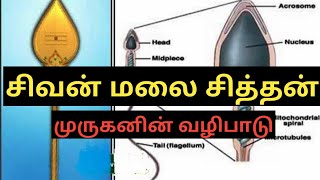 வேலுக்கும் விந்தனுவுக்கும்  தொடர்பு என்ன ???  விஞ்ஞானத்தை விஞ்சும் \