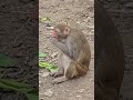 vrindavan monkey