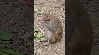 Vrindavan Monkey