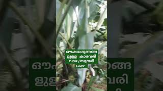 കാവേരി വാഴ //സുന്ദരി വാഴ #shorts_video