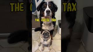 We also have a ham and banana tax. #bernese #bernesemountaindog #pug #dog - @MattHobbs  - Cheese Tax