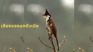 นกร้องเพลง birds - เพลงของนกตัวเมียดีมากที่จะเรียกนกตัวผู้ให้กลับมาร้องได้อย่างฮึกเหิม