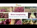 Onion Transplanting: The best density for the finest bulbs - Africa