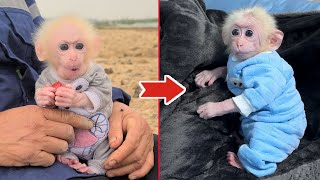 How Monkey David is different as a child and as an adult...