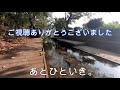 3－2．終齢幼虫　モグモグタイム（ナガサキアゲハ）