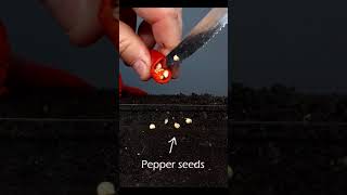 Growing chili pepper plant from seed #greentimelapse #gtl #timelapse