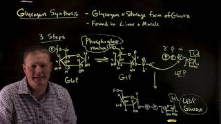 Glycogen Synthesis