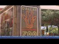 Despite The Heat Thousands Expected At Dallas Zoo Dollar Day