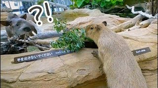 カピバラさん バクの見学？- Funny Animal Capybara - 神戸どうぶつ王国