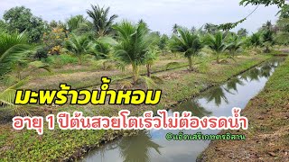 เกษตรพอเพียง ปลูกมะพร้าวน้ำหอมอายุ1ปีต้นสวยโตเร็วไม่ต้องรดน้ำ