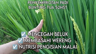 NUTRISI -PENYEMPROTAN PADI BUNTING TUA MEMBASMI #beluk #wereng #nutrisi