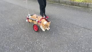 はな工房の犬用車椅子　コーギー　ゆずちゃん♪