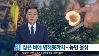 [대전MBC뉴스]잦은 비에 병해충까지..농민 울상