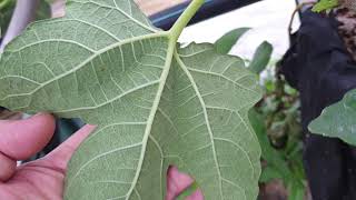 무화과나무  응애피해 Fig tree mite