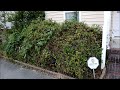 edible landscaping my front yard 2022