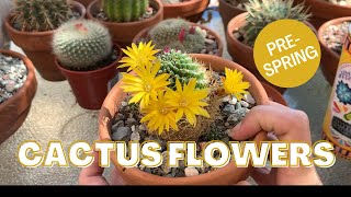 Pre-Spring Cactus Flowers 🌼🌵🌸 | Cactus and Succulents