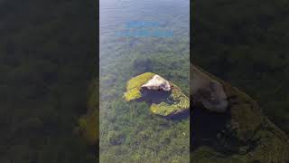 茨城県日立市イトヨの里泉が森公園