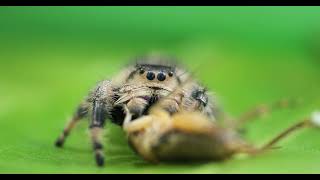 Copyright Free for Subscribers - Incredible close-up footage of a jumping spider eating a cricket.