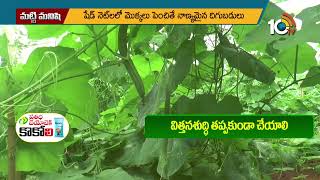 వేసవి బీర సాగులో మెళకువలు : Summer ridge gourd cultivation tips | Matti Manishi | 10TV