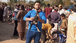 Friday Aseel murga Mandi vlog ||, location fasailabad kaleem shaheed park||, 😍😍