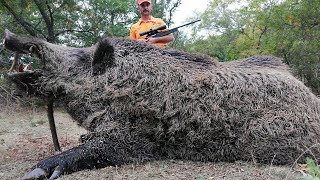 GIANT MONSTER WILD BOAR HUNTING, GREAT SHOTS, AMAZING SCENES, HOG HUNT, PIG HUNTS , WILD LIFE