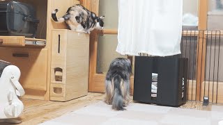 来客が気になって仕方がない犬と猫がこちらです【カニンヘンダックスのレアと三毛猫ルナ】