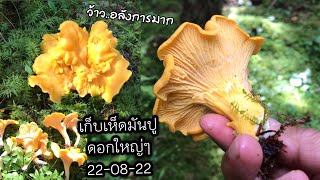 เก็บเห็ดมันปูดอกอวบใหญ่เยอะจริงๆ 22-08-22