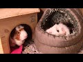 10 things you need to know before getting guinea pigs part 1 beginners guide guinea pig care